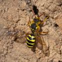 Nomada goodeniana.jpg